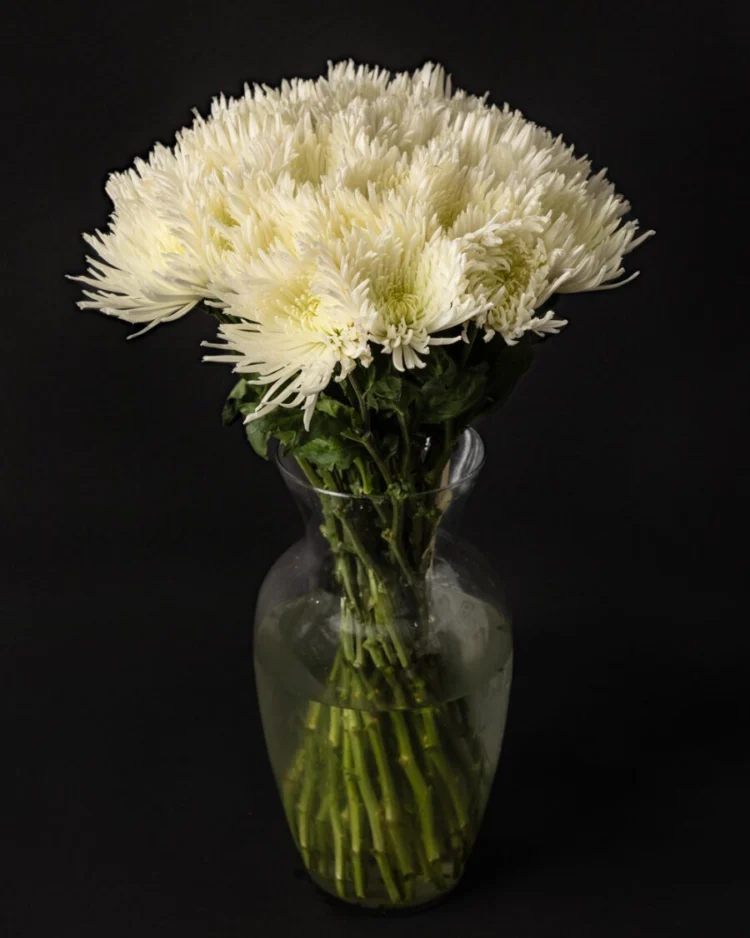 Bouquet of White Chrysanthemums