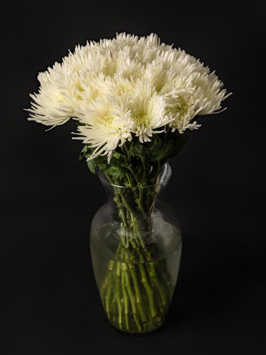 Ramo de Crisantemos Blancos