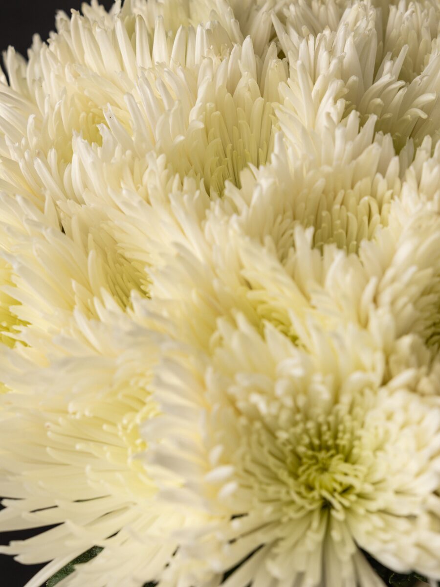 Ramo de Crisantemos Blancos - Imagen 2