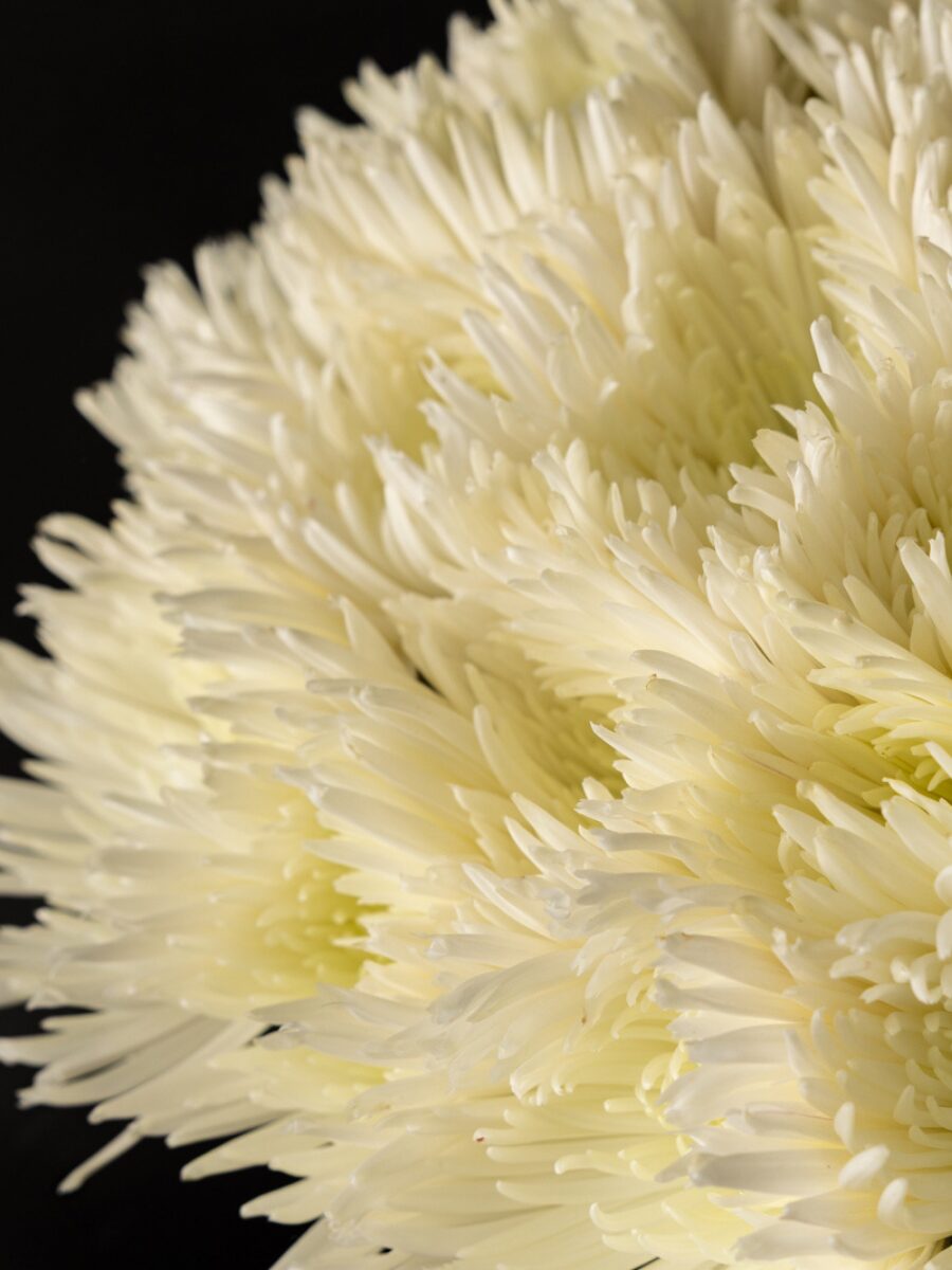 Ramo de Crisantemos Blancos - Imagen 3