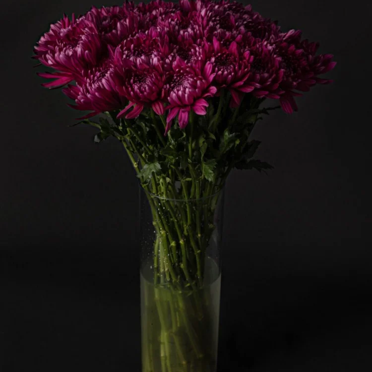 Bouquet of Purple Chrysanthemums