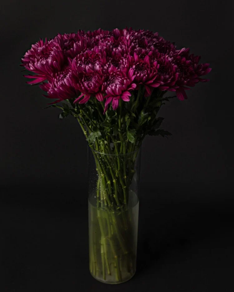 Bouquet of Purple Chrysanthemums