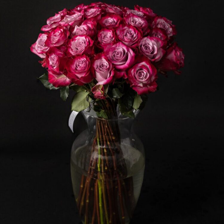 Ramo 50 rosas premium Deep purple