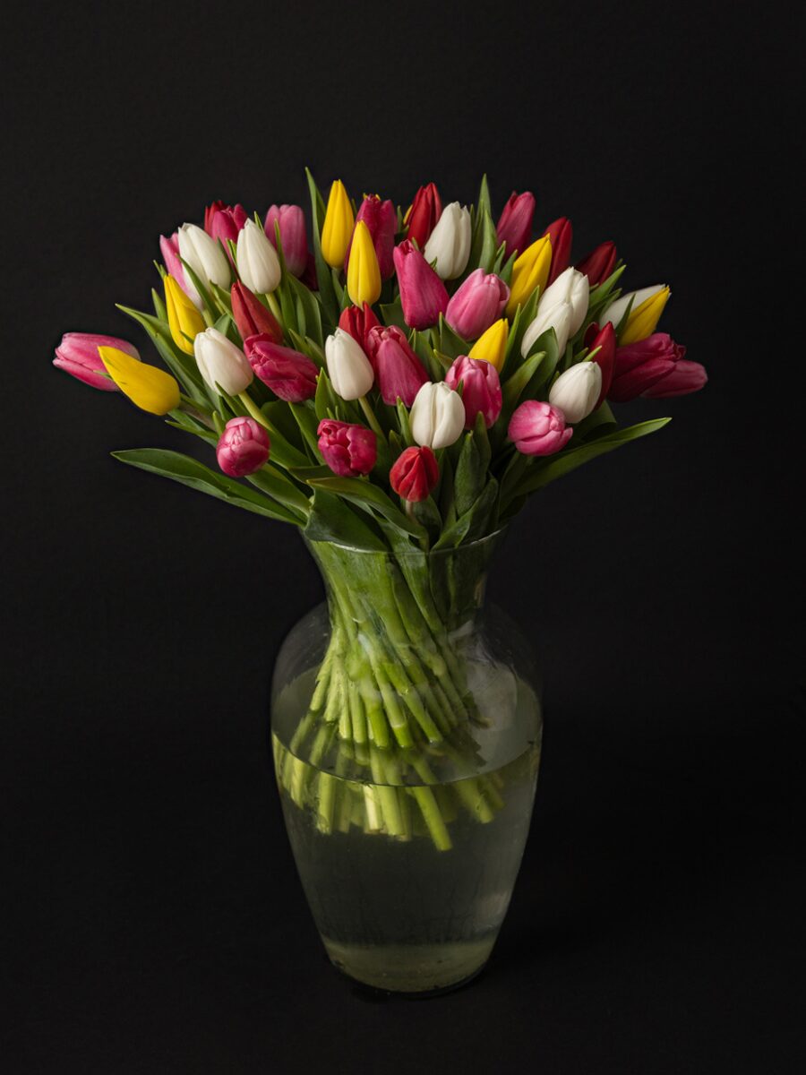 Ramo de 50 Tulipanes Coloridos