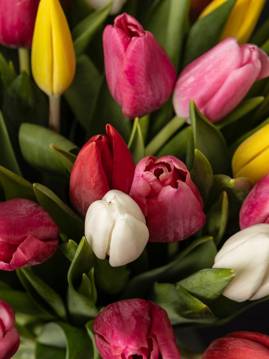 Ramo de 50 Tulipanes Coloridos - Imagen 3
