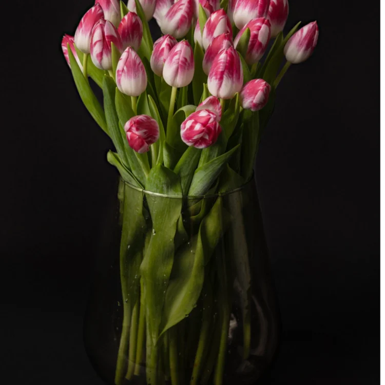 Bouquet of daisy tulips