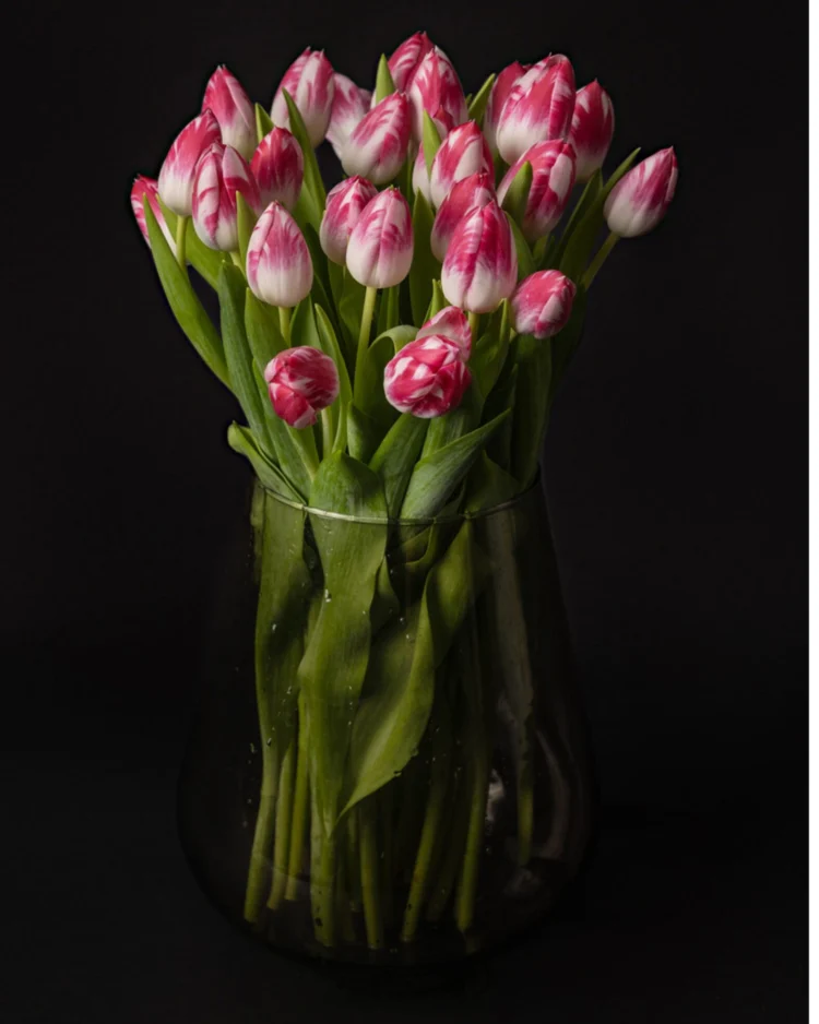 Bouquet of daisy tulips