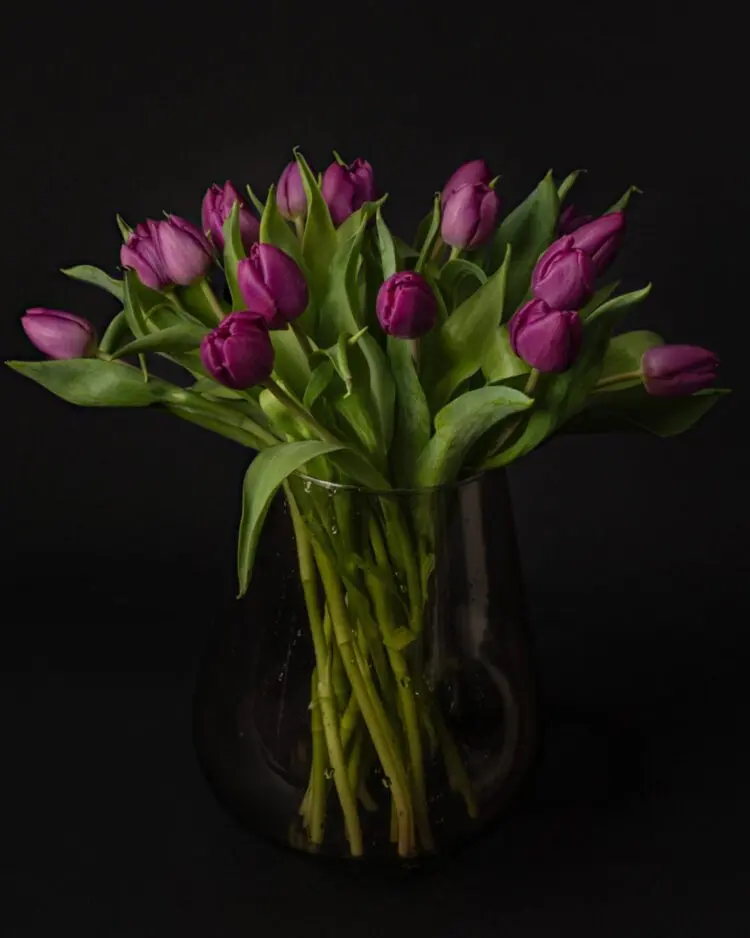 Bouquet of purple tulips