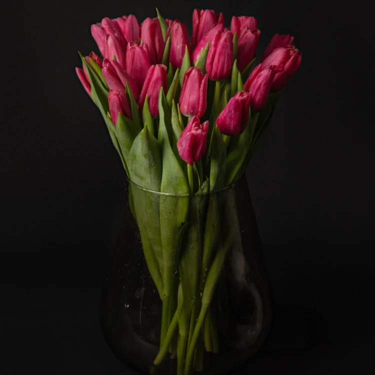 Bouquet of pink tulips