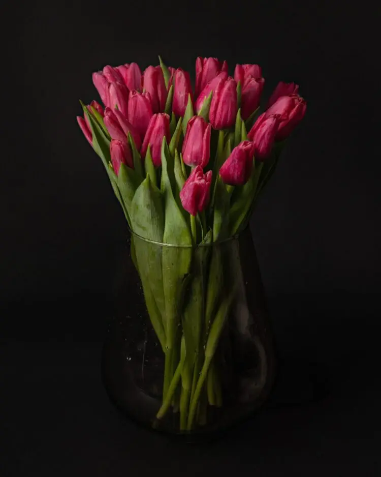 Bouquet of pink tulips