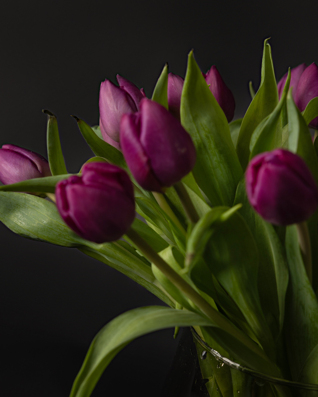 Ramo de tulipanes morados - Imagen 2