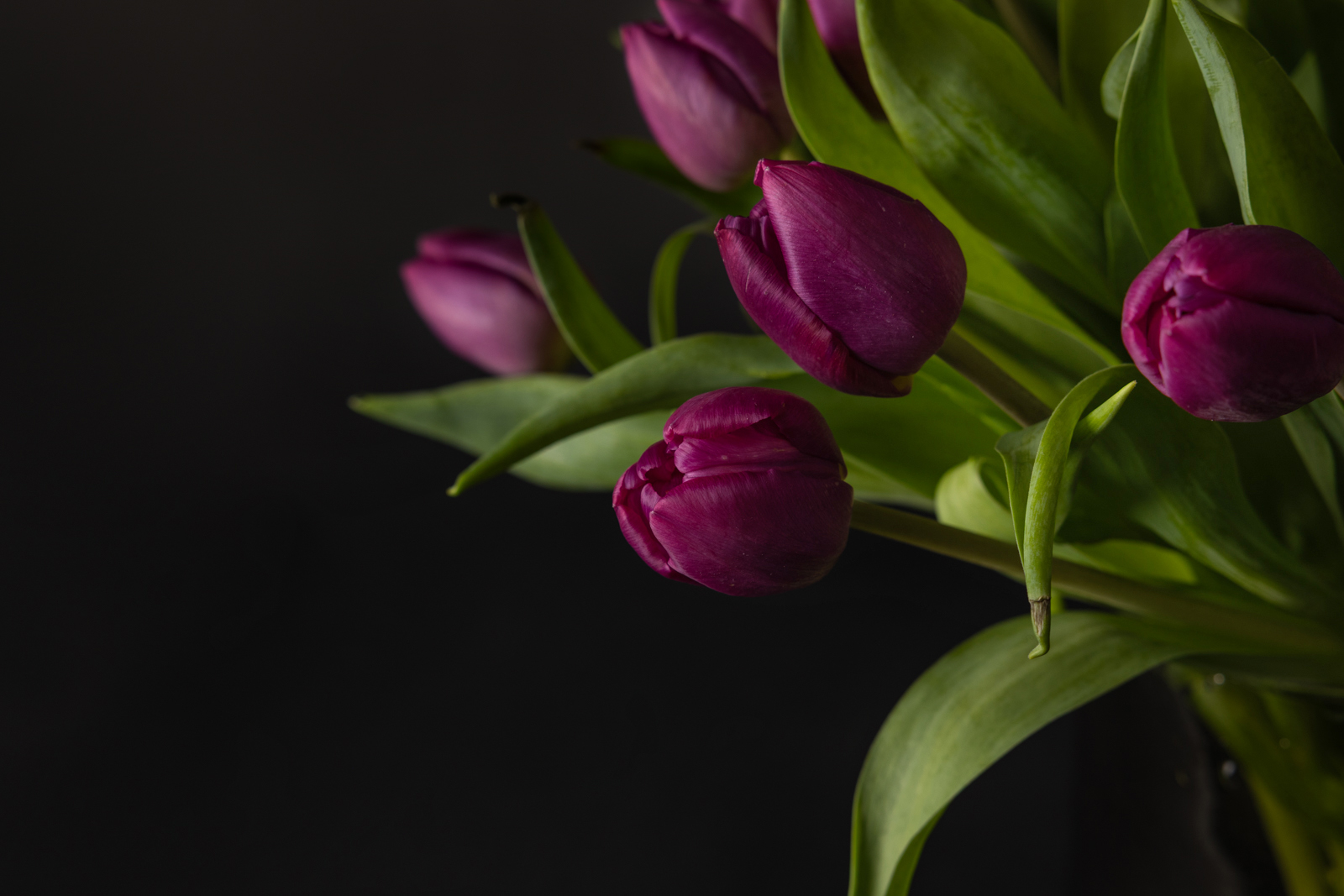 Ramo de tulipanes morados - Imagen 3