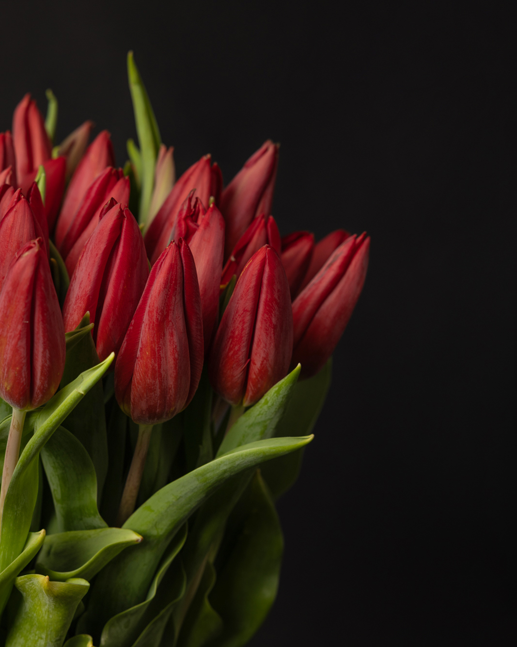 Ramo de tulipanes rojos - Imagen 2