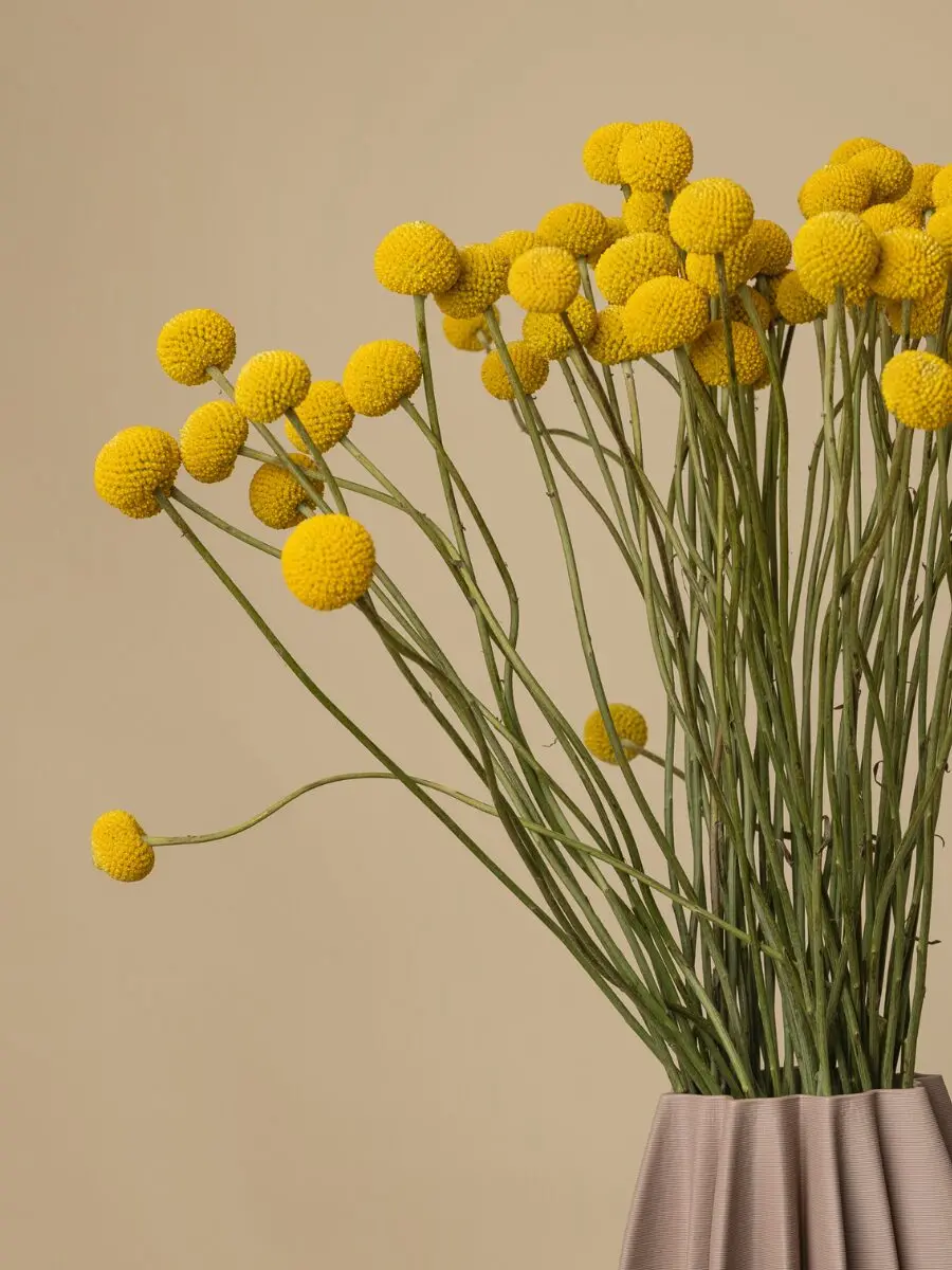 Bouquet of 50 Craspedia - Image 2