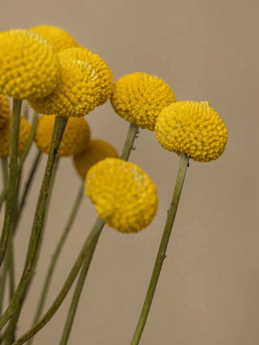 Bouquet of 50 Craspedia - Image 3