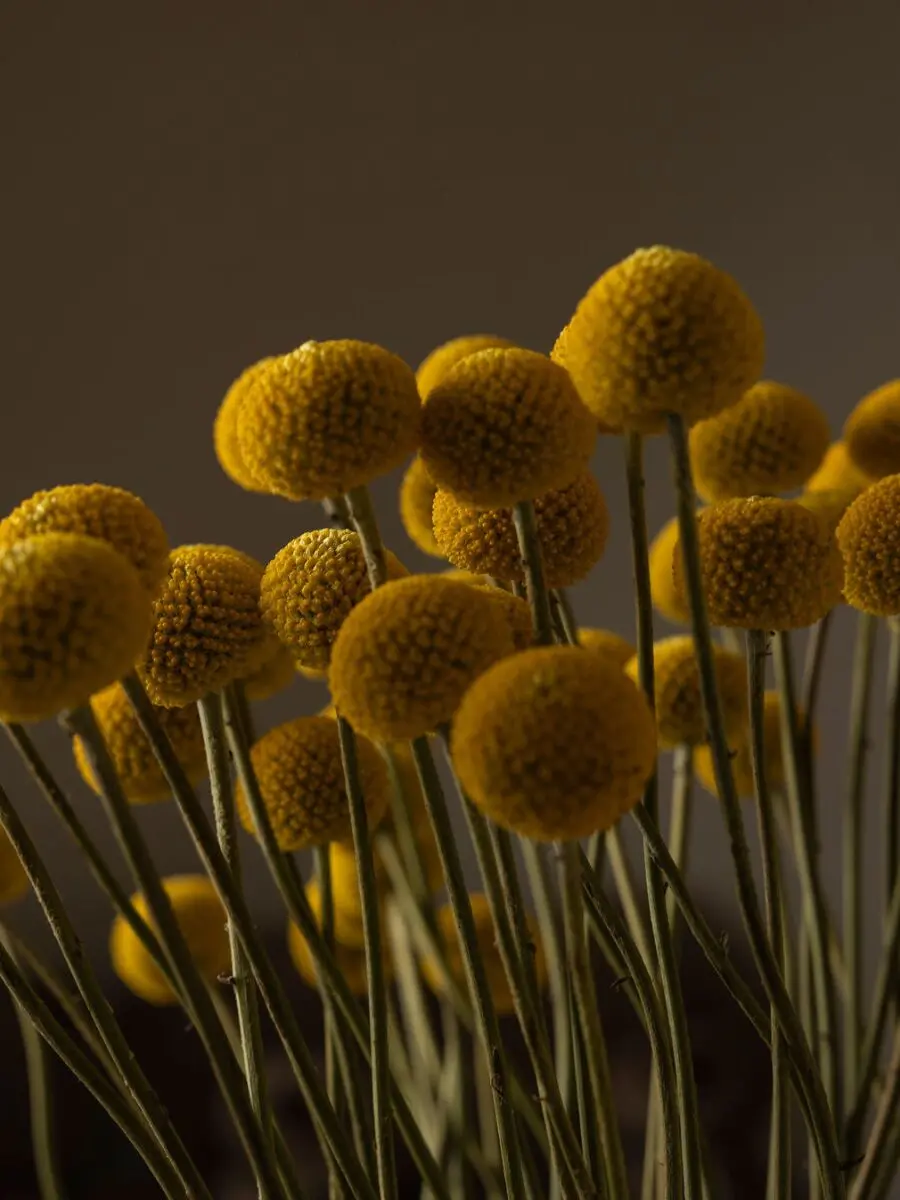 Bouquet of 50 Craspedia - Image 4