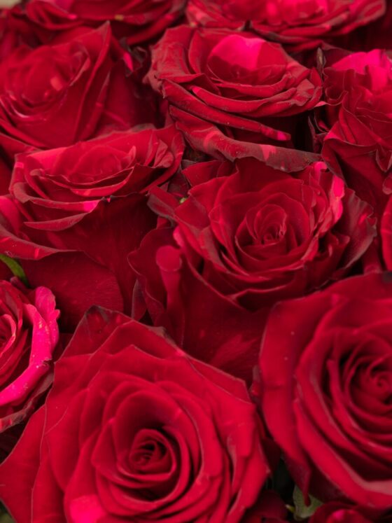 Ramo de 50 Rosas Red Panther Premium - Imagen 3