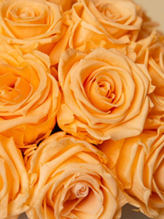 Eternal Glamour Orange - Imagen 2
