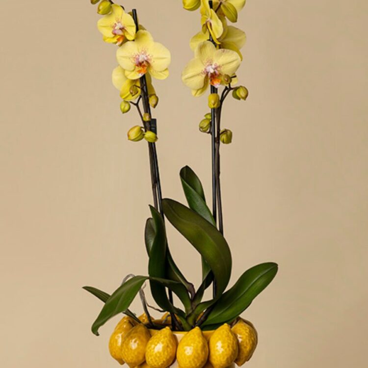 Orquídea Cítrico con jarrón Lima pequeño
