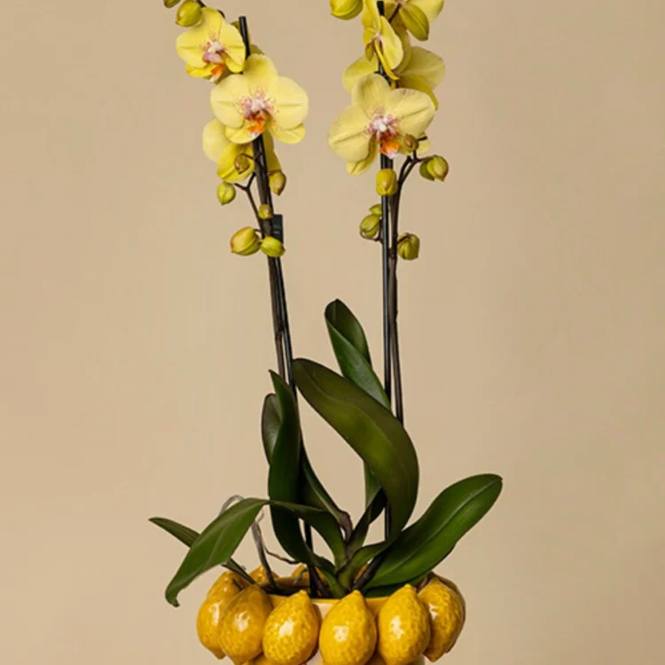 Citrus Orchid with small Lime vase