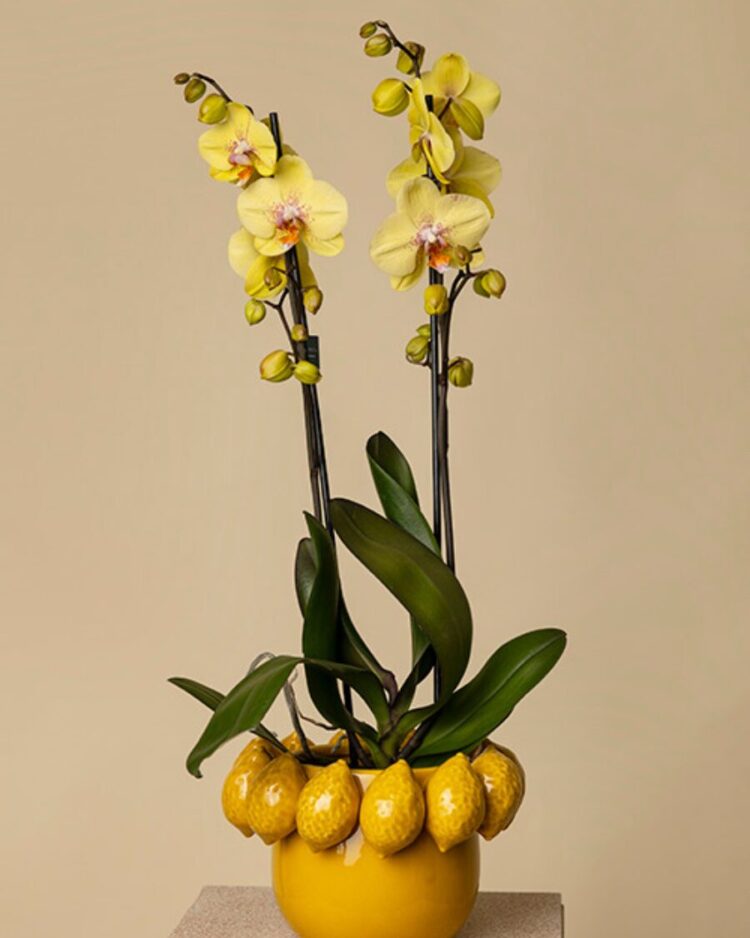 Orquídea Cítrico con jarrón Lima pequeño