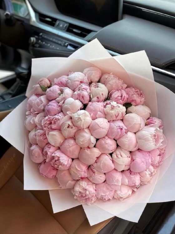 50 Luxury Baby Pink Peonies