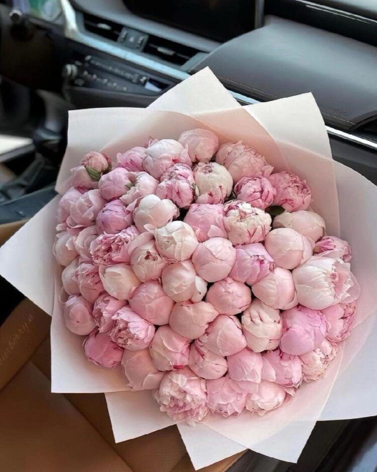 50 Luxury Baby Pink Peonies