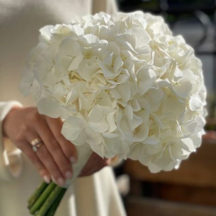 4 Hortensias