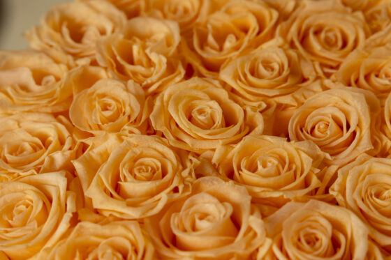 Caja Redonda de Rosas Preservadas peach - Imagen 3