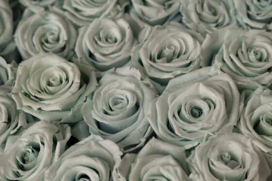 Caja Redonda de Rosas Preservadas celeste - Imagen 2
