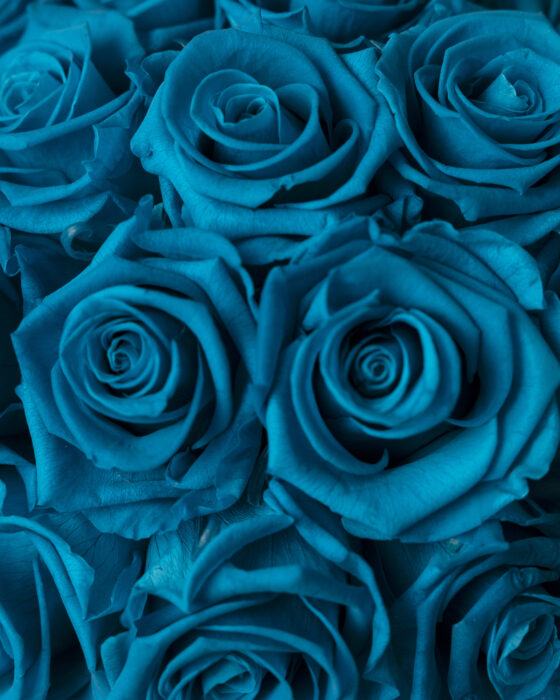 Caja redonda de rosas preservadas aquamarine - Imagen 3