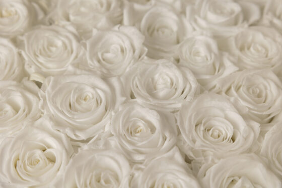 Caja redonda de rosas preservadas puré white - Imagen 2