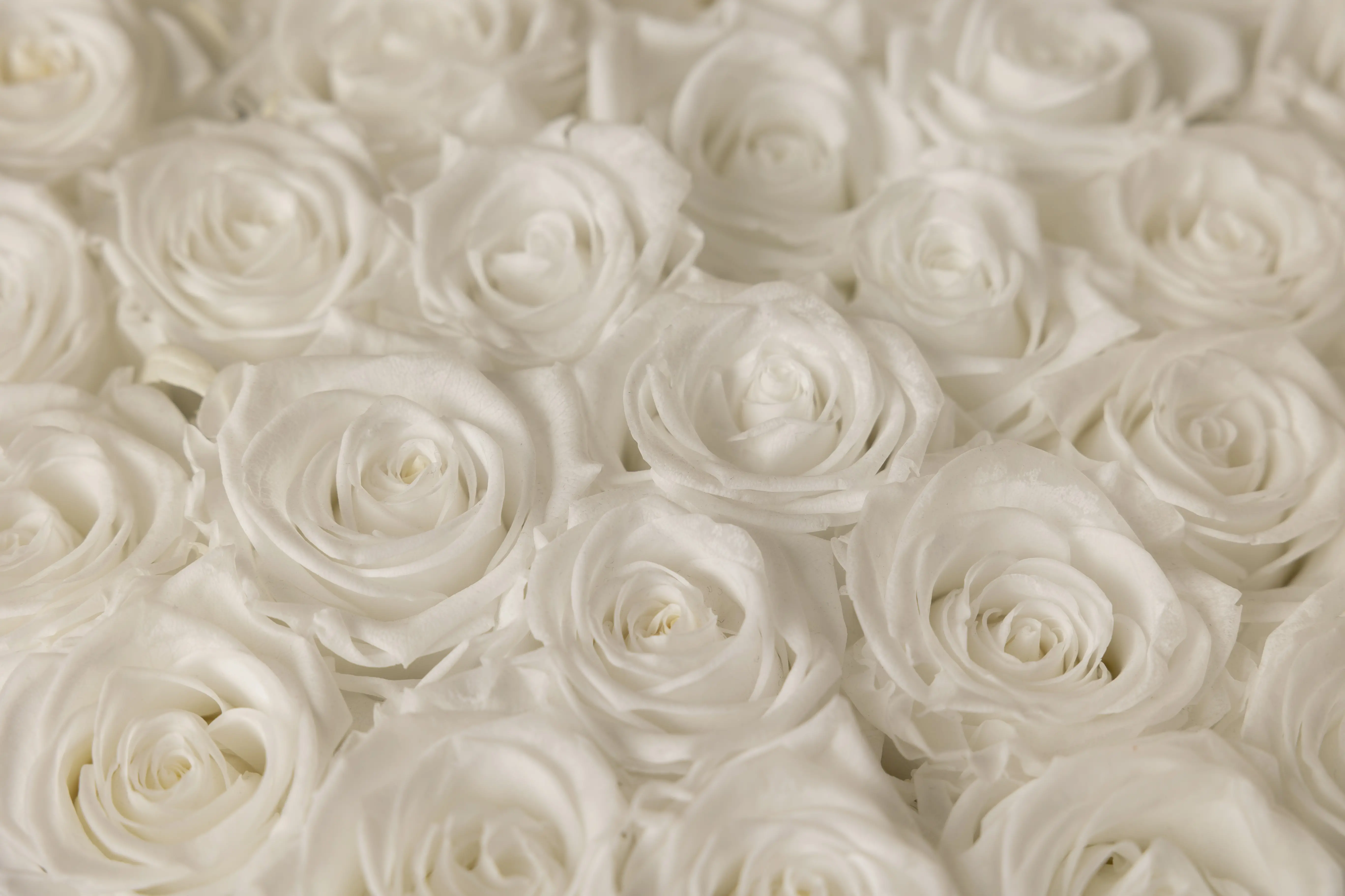 Round Box of Pure White Eternal Roses - Image 2