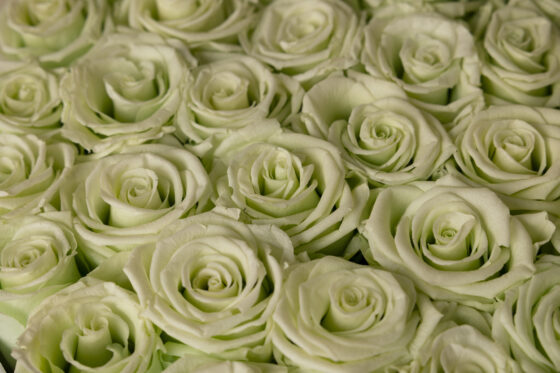 Caja redonda de rosas preservadas tiffany - Imagen 3