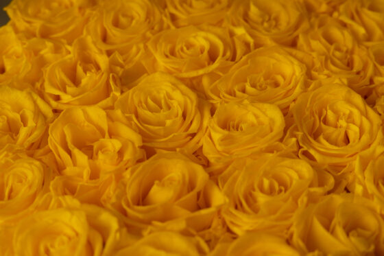 Caja redonda de rosas preservadas amarillo - Imagen 2