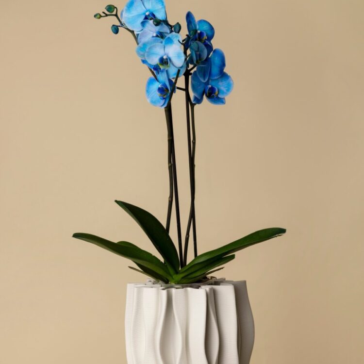 Orquídea Azul