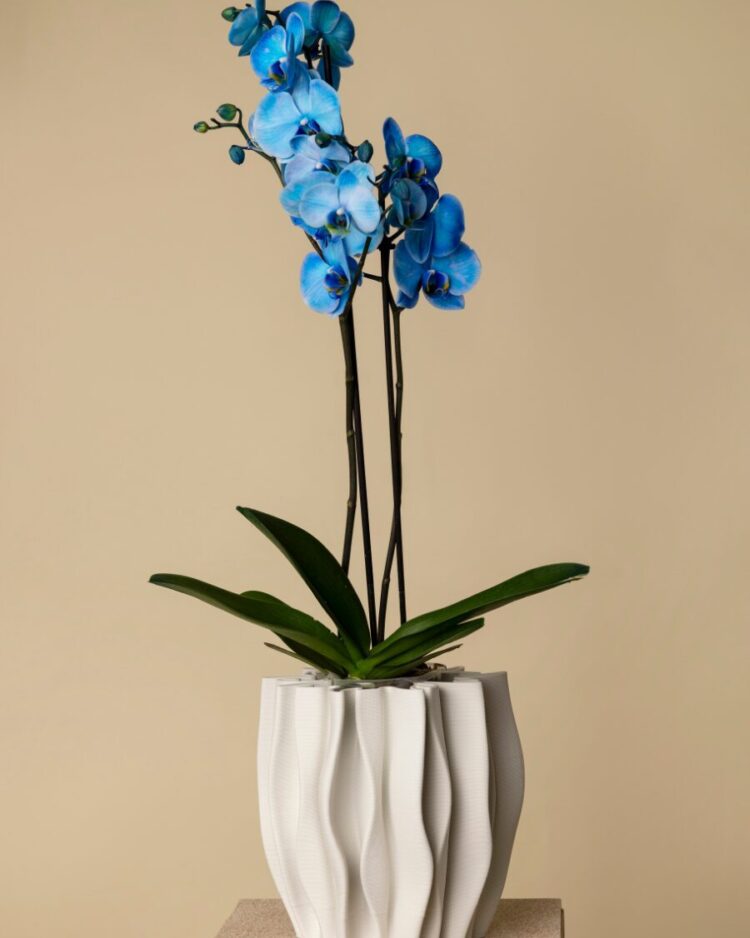 Orquídea Azul