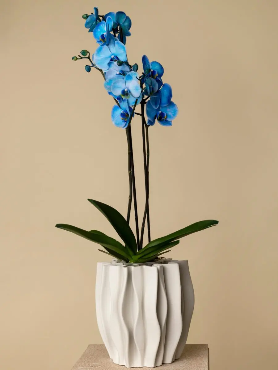 Blue Orchid