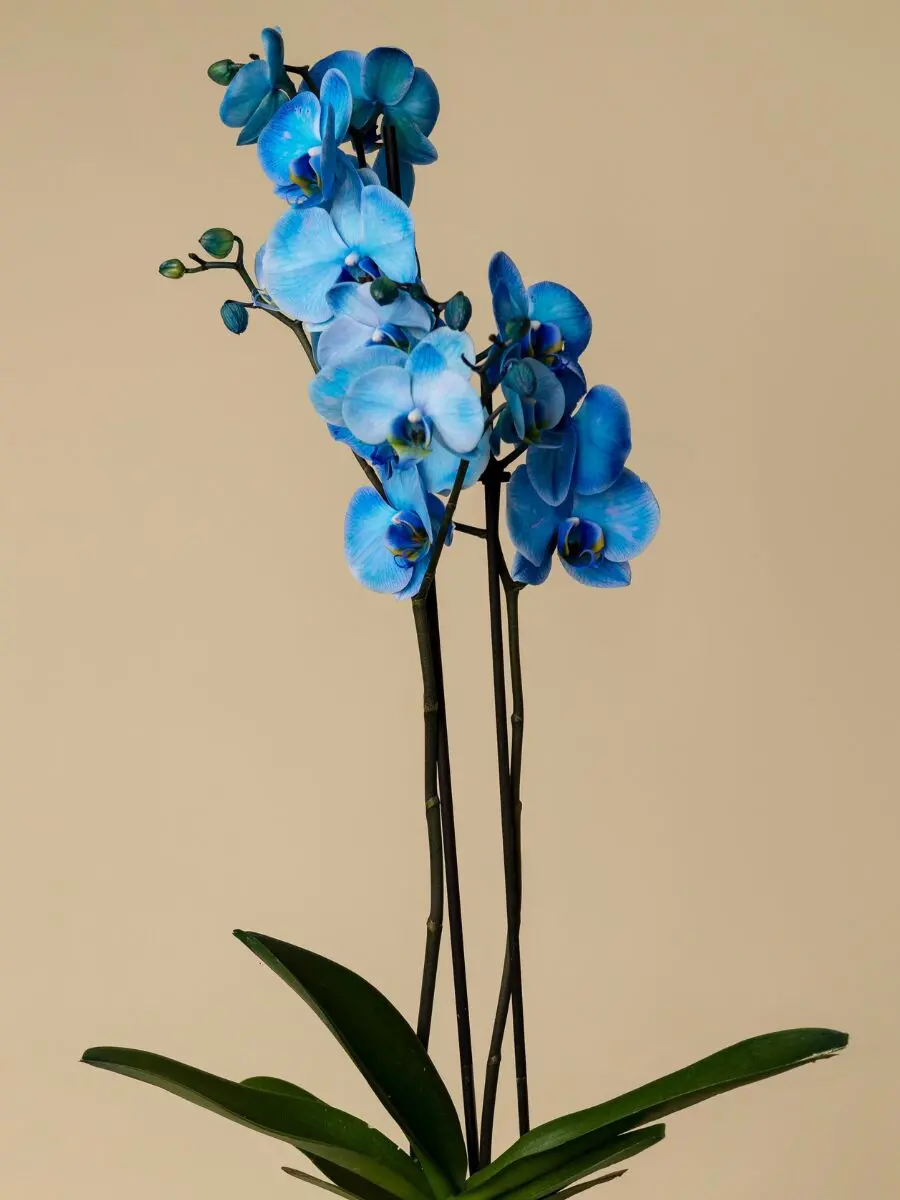 Blue Orchid - Image 2