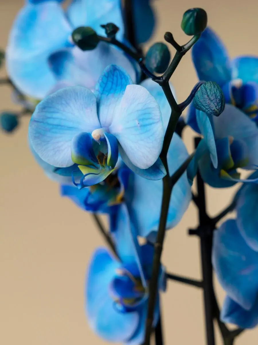 Blue Orchid - Image 3