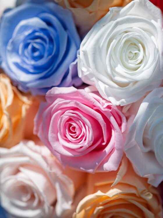 Glamour Mix Color Roses Eternal - Imagen 3