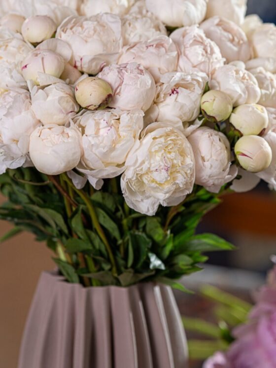 50 Peonias Blancas - Imagen 3