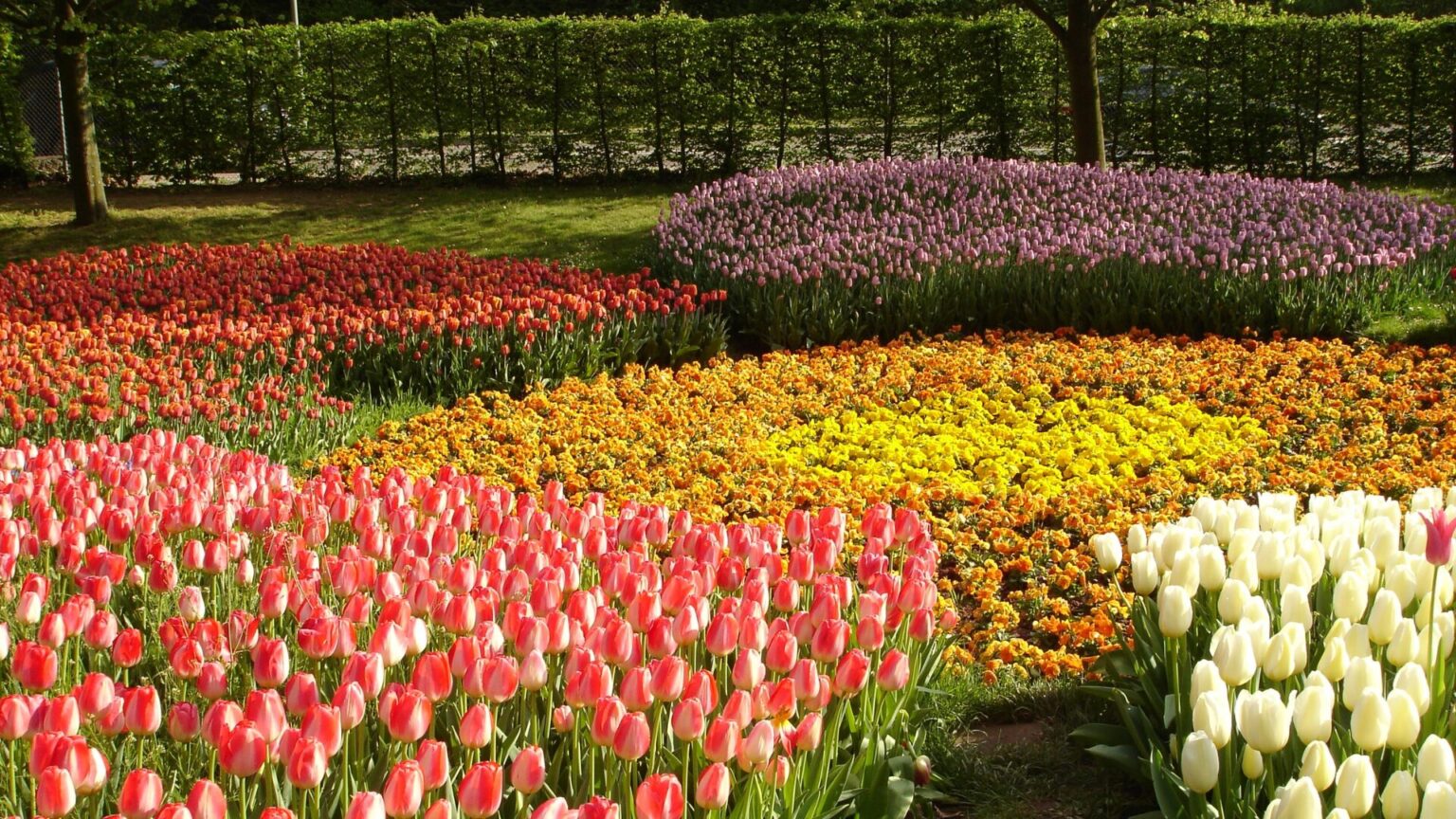 10 flores más bonitas del mundo - Provocateur Roses