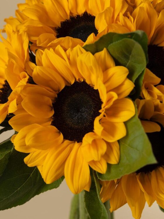 Ramo de 10 Girasoles - Imagen 4