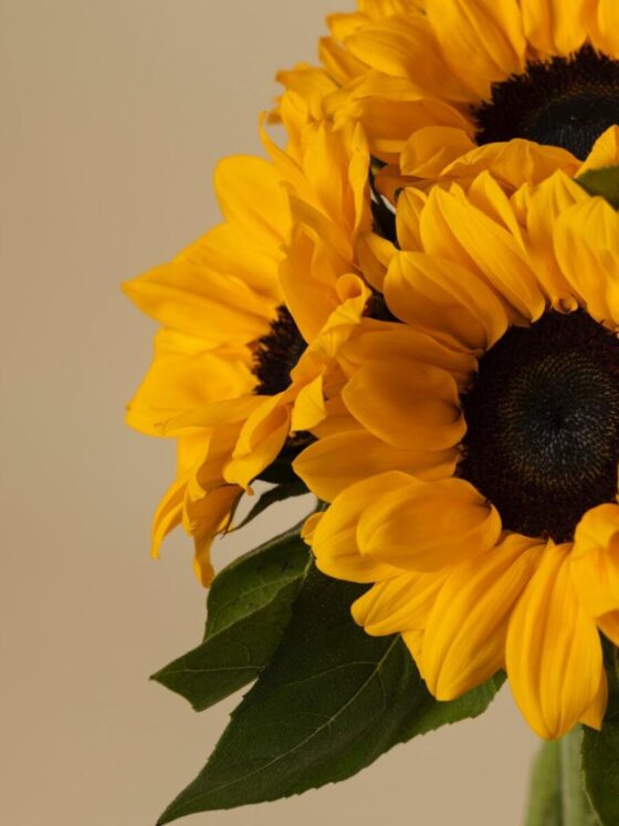 Ramo de 10 Girasoles - Imagen 3