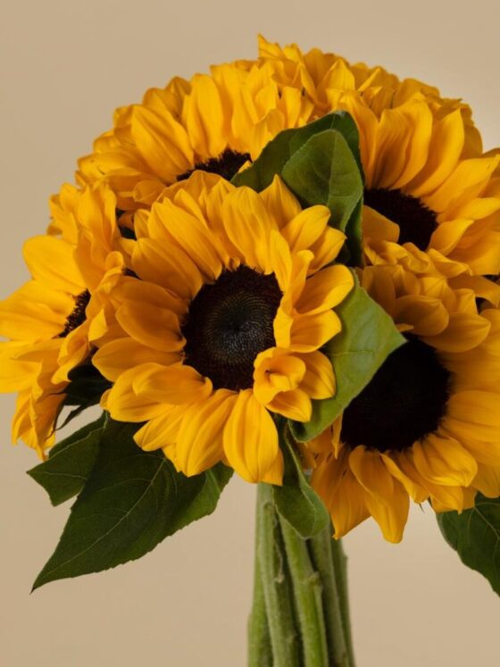 Ramo de 10 Girasoles - Imagen 2
