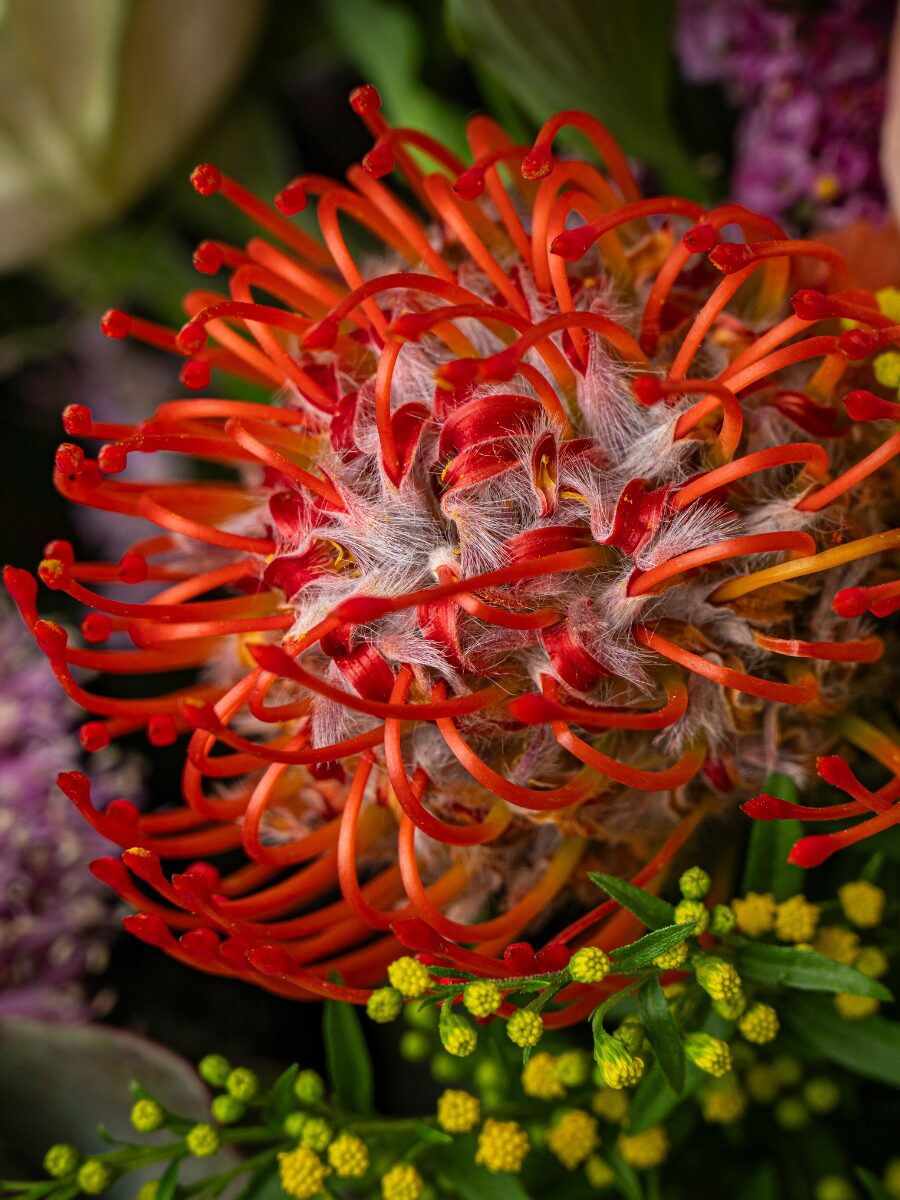 Halloween - Imagen 4