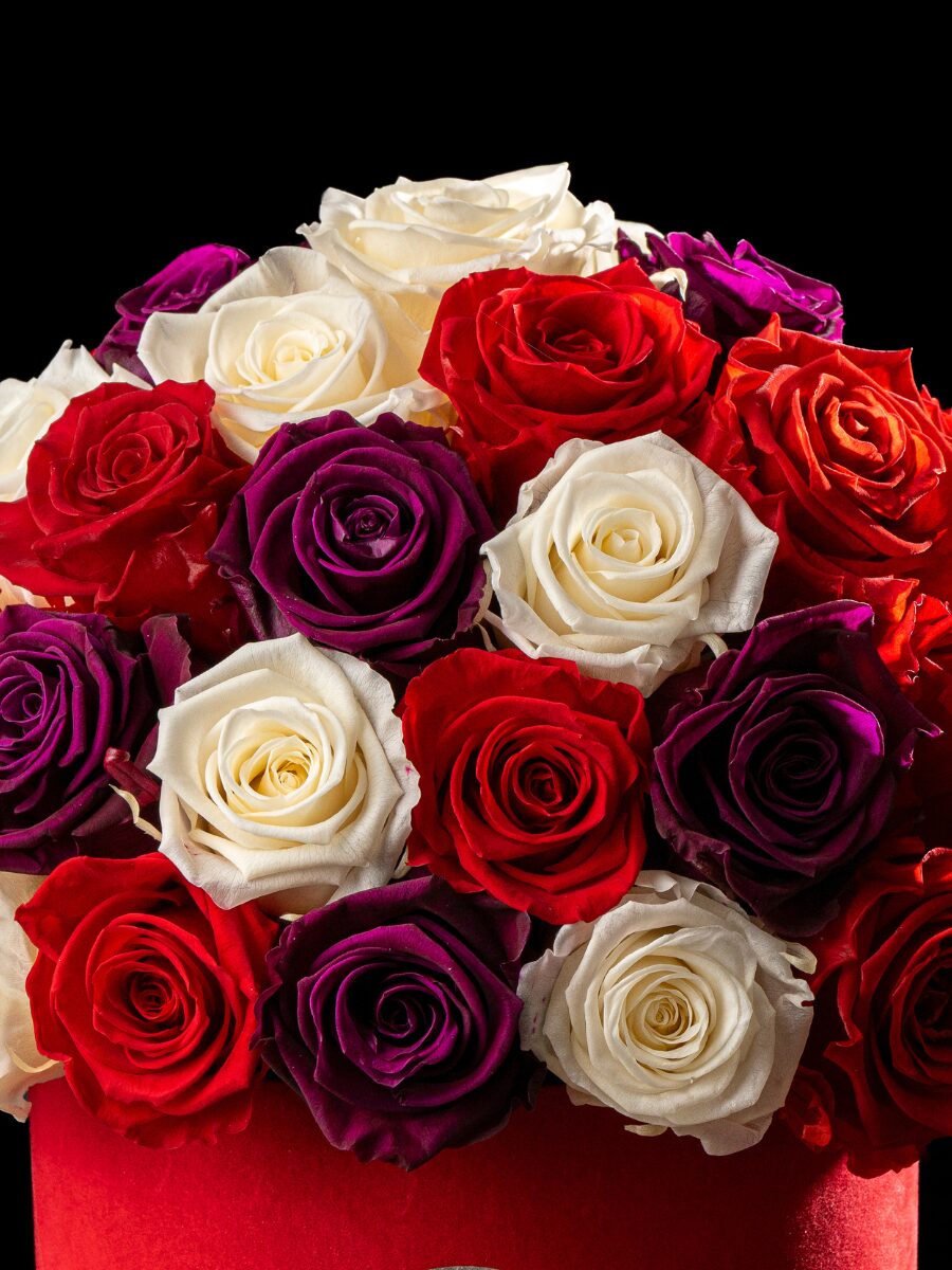 Glamour Terciopelo - Imagen 2