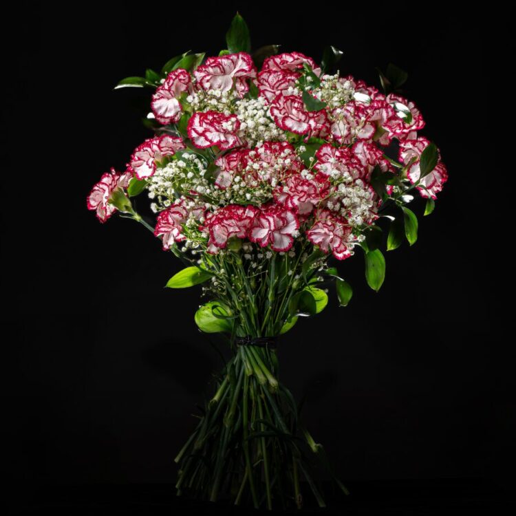 Ramo 24 Claveles Bicolor Rosa y Blanco con Verdes