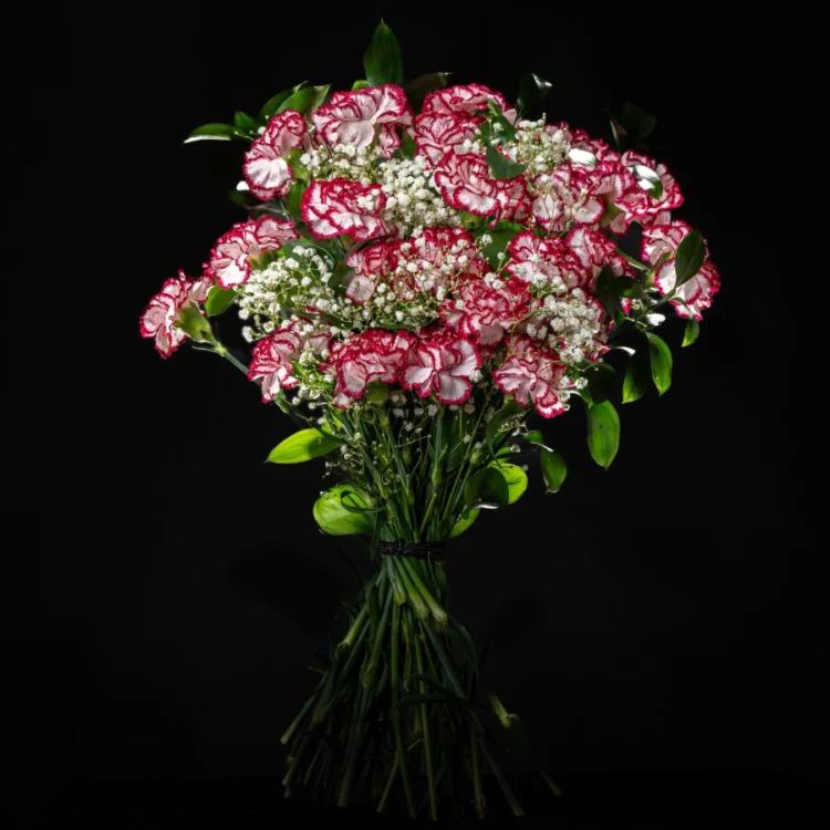 Bouquet of 24 Bicolor Pink and White Carnations with Greens